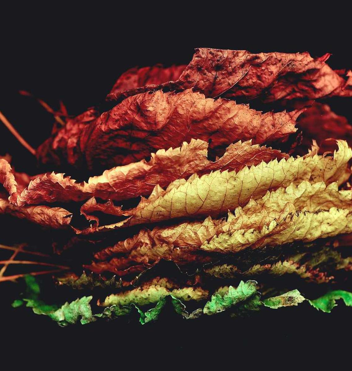 聚名网实名账号：网页详情下载教程视频app